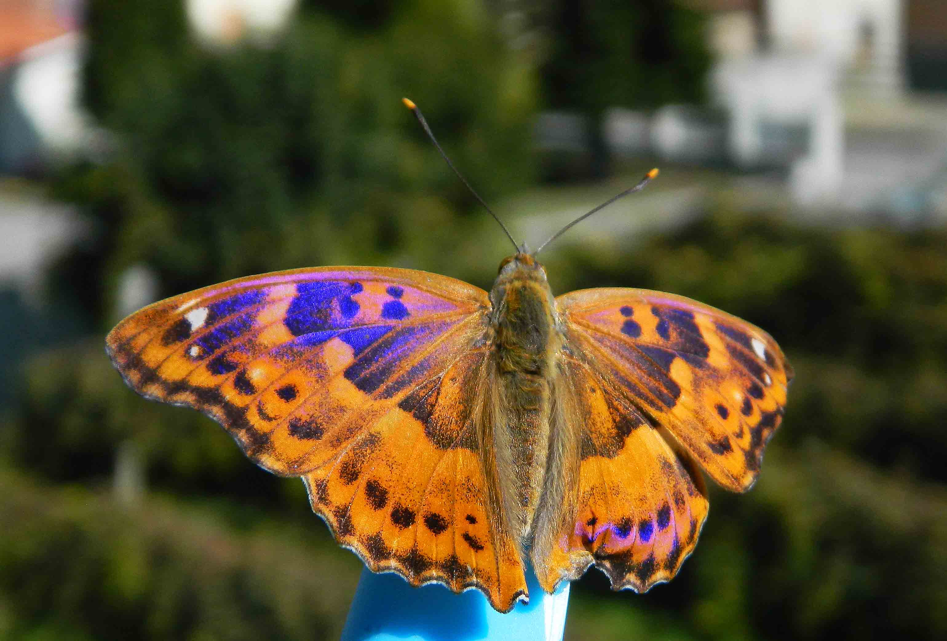 Apatura ilia d''autunno